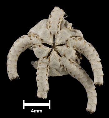Media type: image;   Invertebrate Zoology OPH-767 Description: Bottom of brittle star with mouth visible.;  Aspect: ventral